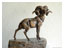 Argali
